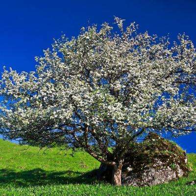 管家婆期期四肖四码中特管家app下载